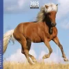 Calendrier mensuel 16x16 cm - 16 mois - Chevaux