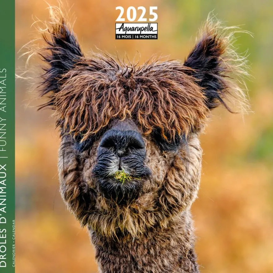 Calendrier mensuel 30x30 cm - 16 mois - Drôles d'animaux