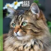 Calendrier mensuel 30x30 cm - 16 mois - Chats