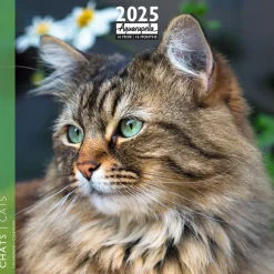 Calendrier mensuel 30x30 cm - 16 mois - Chats