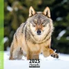Calendrier mensuel 30x30 cm - 16 mois - Loups