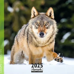 Calendrier mensuel 30x30 cm - 16 mois - Loups