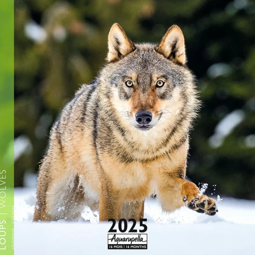 Calendrier mensuel 30x30 cm - 16 mois - Loups