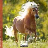 Calendrier mensuel 30x30 cm - 16 mois - Chevaux