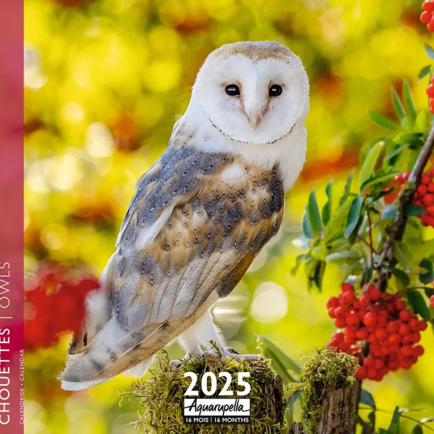 Calendrier mensuel 30x30 cm - 16 mois - Chouettes