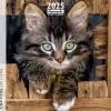 Calendrier mensuel 30x30 cm - 16 mois - Chatons