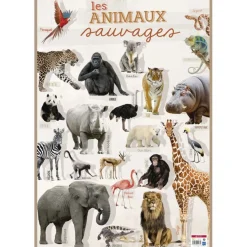 Poster pédagogique Animaux Sauvages - 52 x 76 cm - Bouchut