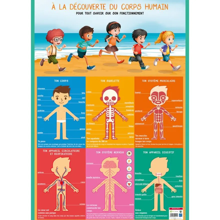 Poster pédagogique Corps Humain - 52 x 76 cm - Bouchut