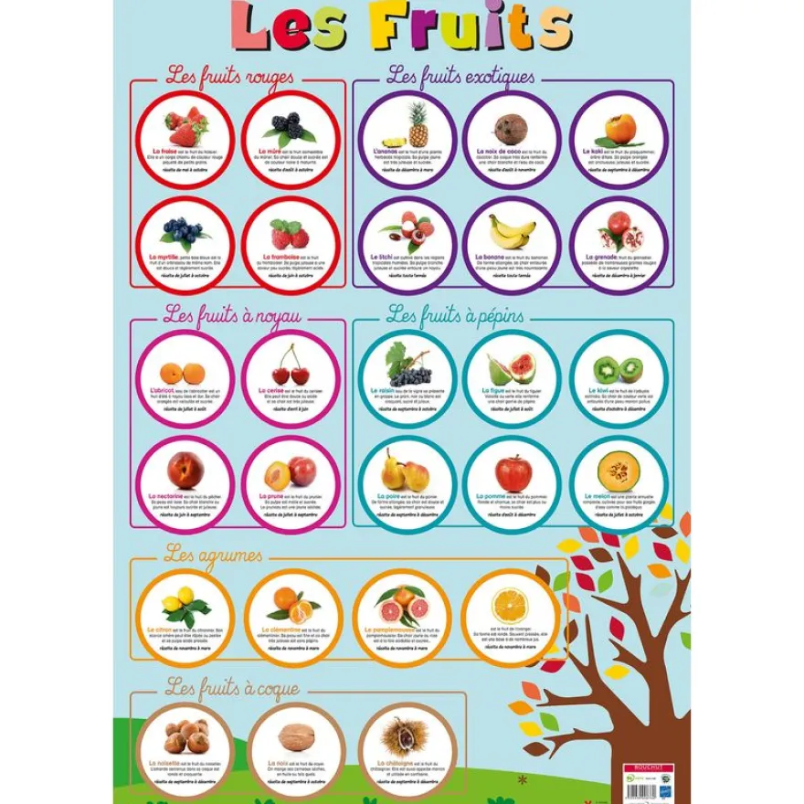 Poster pédagogique Fruits - 52 x 76 cm - Bouchut